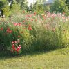 IMG_0020 маки